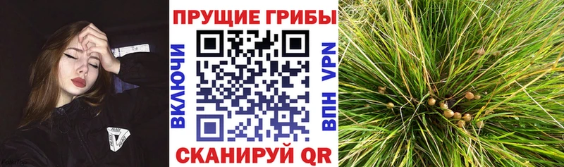Псилоцибиновые грибы ЛСД  блэк спрут онион  Энгельс 